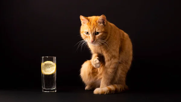 Kırmızı kedi ve siyah arka planda limonlu bir bardak su