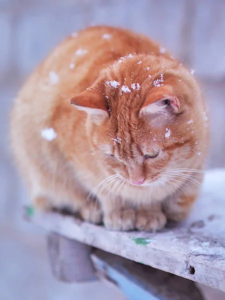Tüylü kedi, karlı kış gününde