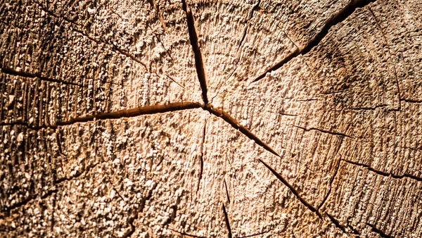 Textura do toco da árvore. a árvore foi cortada. — Fotografia de Stock