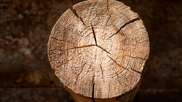 Textura del tocón del árbol. el árbol fue cortado. —  Fotos de Stock