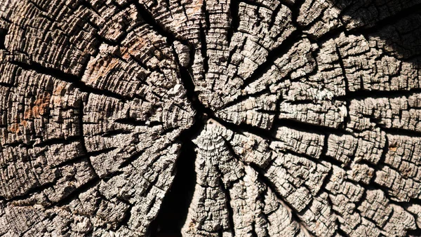 Textura del tocón del árbol. el árbol fue cortado. —  Fotos de Stock