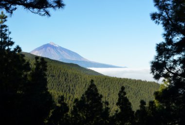 Teide pines aracılığıyla