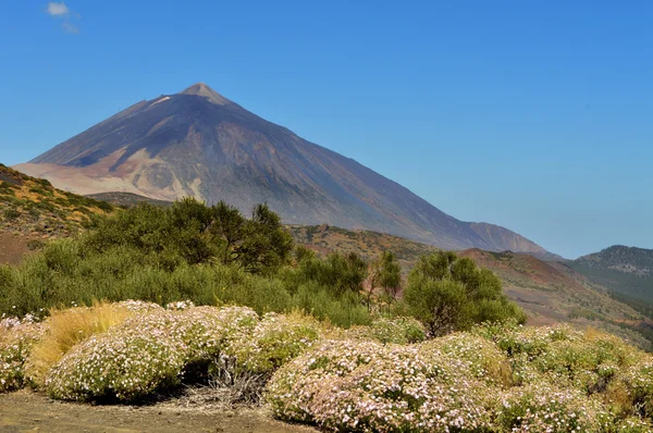 Teide flores blanco 2 — Foto de Stock