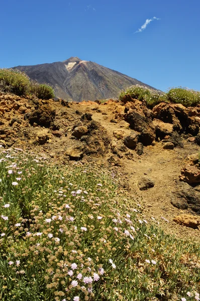 Teide Felsen und weiße Blumen — Stockfoto