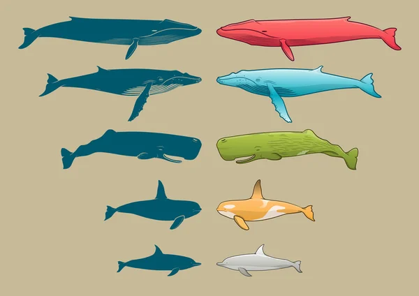 Ensemble baleine et dauphin — Image vectorielle