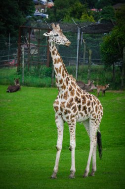Hayvanat bahçesi parkında duran zebra