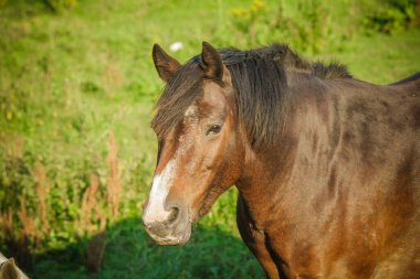 Vahşi kahverengi at kafası. 