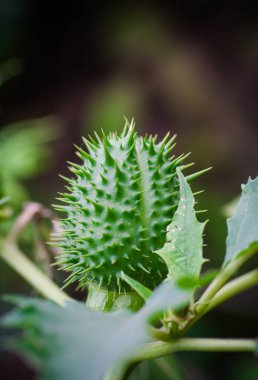 Yeşil dikenli elma, Datura stramonyumu. Bitkinin üzerindeki kutsal datura tohumu kapsülleri - Datura wrightii thornapple.