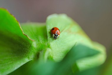 Yeşil yapraktaki uğur böceği, makro fotoğraf, makro fotoğraflar. Böcek makrosu, Böcek makro fotoğrafları. Uğur böceği, dişi böcek, dişi inek