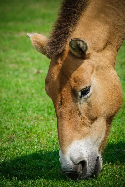 Hästen Huvud Hästen Nafsar Gräset — Stockfoto