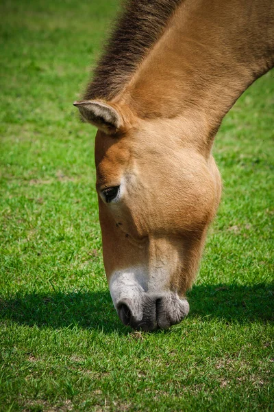 Horse Head Horse Nibbles Grass — Stock Photo, Image