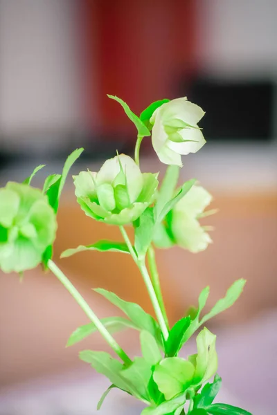Πράσινο Φυτό Λευκά Λουλούδια — Φωτογραφία Αρχείου