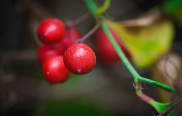 Les Baies Rouges Sauvages Sur Forêt — Photo