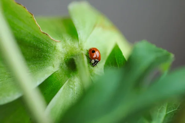 The ladybug on the green leaf, macro photography, macro photos. Bugs macro, Insects macro photos. ladybird, lady-beetle, lady-cow