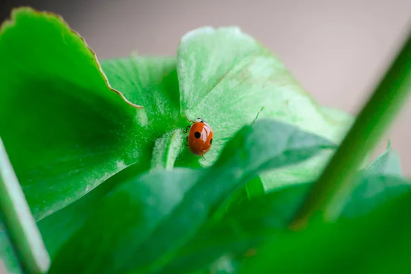 The ladybug on the green leaf, macro photography, macro photos. Bugs macro, Insects macro photos. ladybird, lady-beetle, lady-cow
