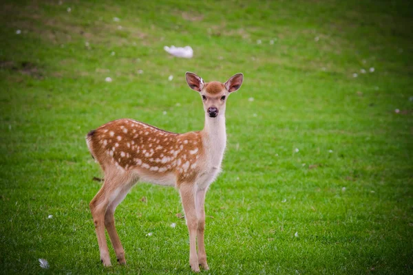 Pöttyös Fawn Állatkert Parkban Vad Természet Stock Kép