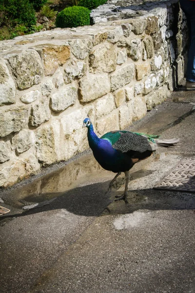 Peacock Κοντά Πόδια — Φωτογραφία Αρχείου