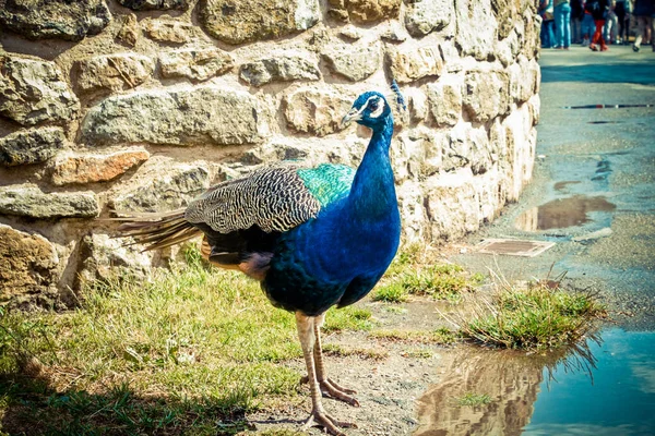 Peacock Κοντά Πόδια — Φωτογραφία Αρχείου