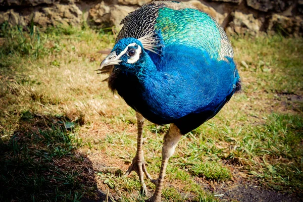 Peacock Κοντά Πόδια — Φωτογραφία Αρχείου