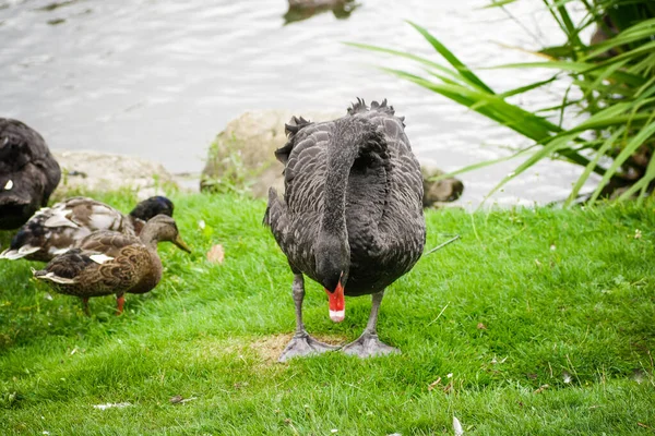 Cisne Negro Lago — Foto de Stock