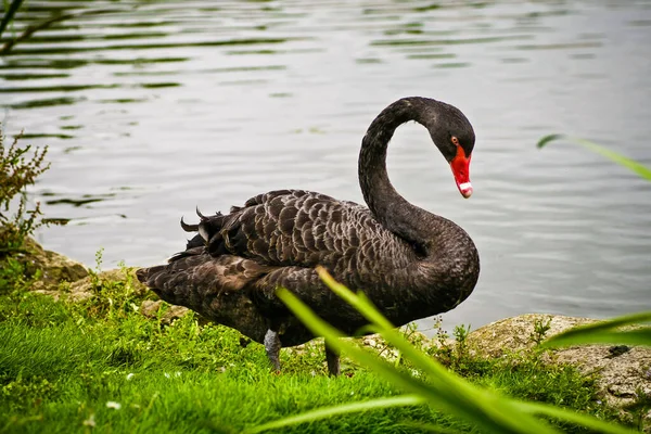 Cisne Negro Lago — Foto de Stock