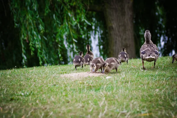 Familj Ankor Som Går Parken — Stockfoto