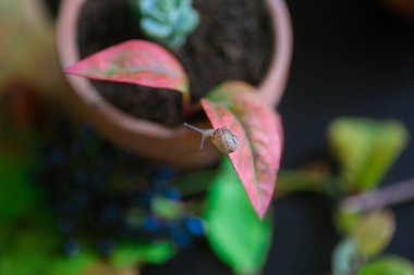 Kırmızı bir yaprağın üzerinde sürünen yavru salyangoz. Vahşi hayvanların fotoğrafları..