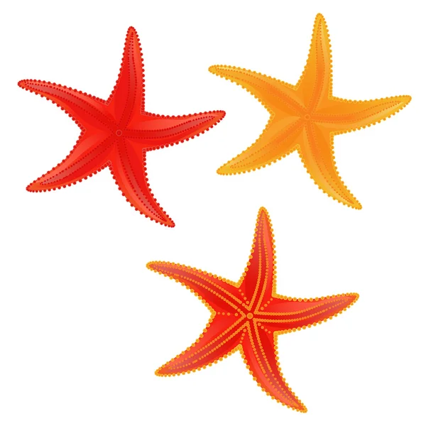Set di stelle marine colorate Illustrazioni Stock Royalty Free