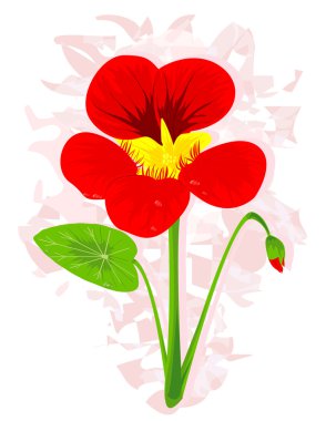 Nasturtium