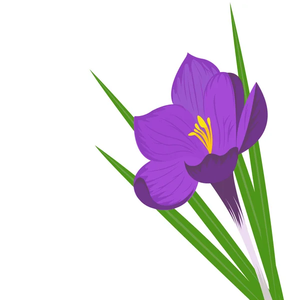 Crocus — Image vectorielle