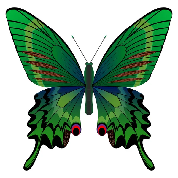Grüner Schmetterling — Stockvektor