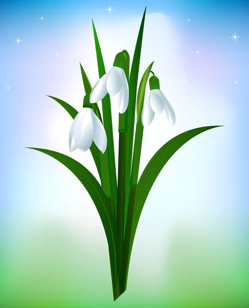 Snowdrops Stock Vector