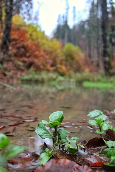 Aquatic plants in the middle of the autumn forest