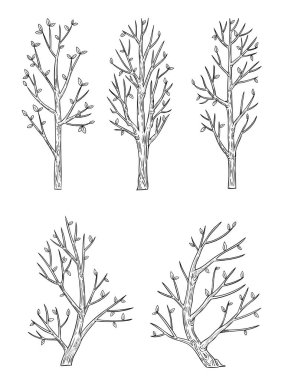 Beyaz arkaplanda izole edilmiş vektör yan görünüm ağacı kümesi.