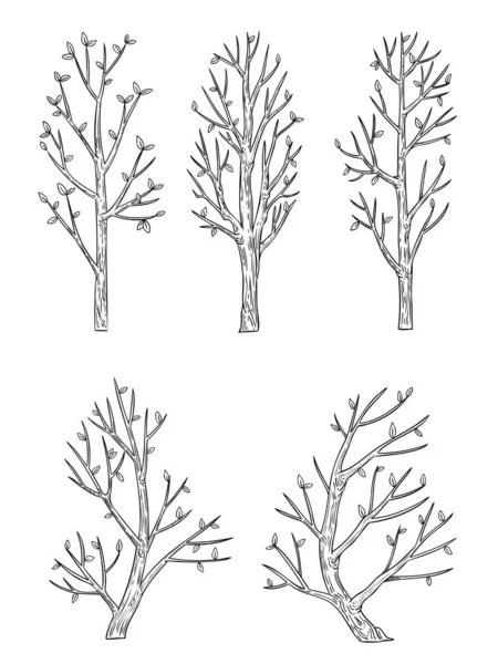 Vector Set Side View Tree Isolated White Background — Stock Vector