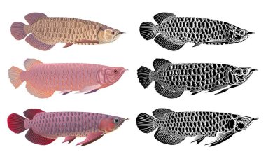 Arowana balığının el çizimi vektör kümesi.