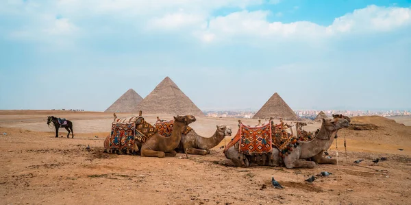 Wielbłądy Konie Przed Wielkimi Piramidami Gizie Egipt — Zdjęcie stockowe