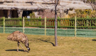Eskisehir, Türkiye - 8 Mart 2021 - Eskisehir Belediye Hayvanat Bahçesi (Eskisehir Buyuksehir Belediyesi Hayvanat Bahçesi))