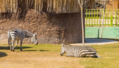 Eskisehir, Türkiye - 8 Mart 2021 - Eskisehir Belediye Hayvanat Bahçesinde zebralar (Eskisehir Buyuksehir Belediyesi Hayvanat Bahçesi)