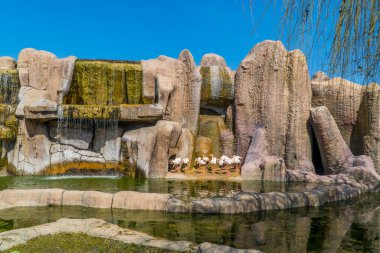 Eskisehir, Türkiye - 8 Mart 2021 - Eskisehir Belediye Hayvanat Bahçesi 'nde bir flamingo kolonisi (Eskisehir Buyuksehir Belediyesi Hayvanat Bahçesi))