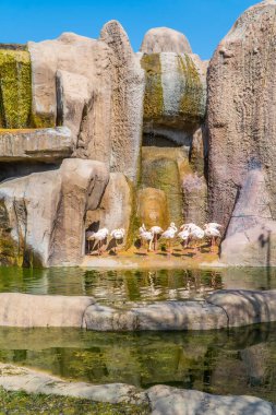 Eskisehir, Türkiye - 8 Mart 2021 - Eskisehir Belediye Hayvanat Bahçesi (Eskisehir Buyuksehir Belediyesi Hayvanat Bahçesi) içindeki flamingolara dikey bakış)