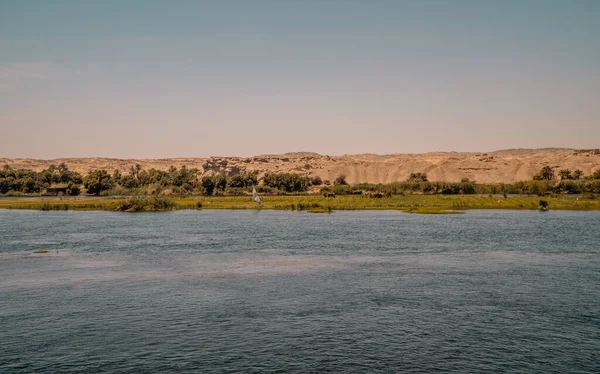 Mısır Edfu Yakınlarında Palmiye Ağaçları Bitki Örtüsüyle Nil Nehri Kıyılarının — Stok fotoğraf