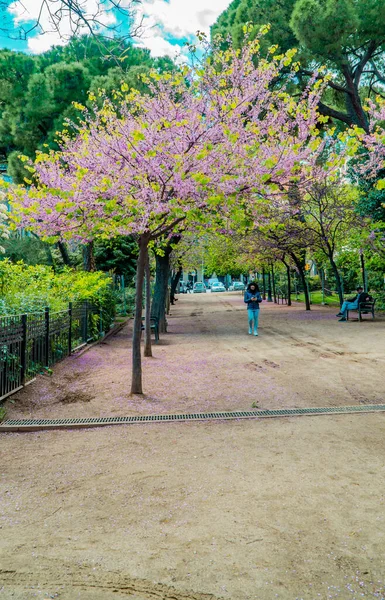 Барселона Испания Апреля 2021 Года Вид Парк Сакурой Весной Центре — стоковое фото