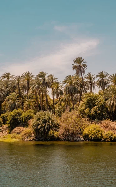 이집트 근처에 야자나무의 수직적 — 스톡 사진