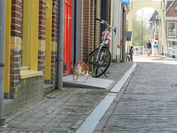 Straße Katze Fahrrad Haus Bürgersteig — Stockfoto