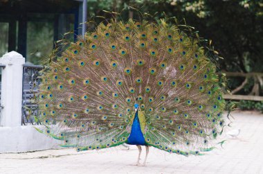 Tüylerle dolu kuyruğunu gösteren bir tavus kuşu portresi