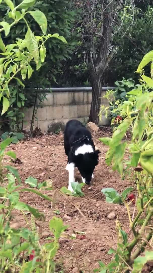 Cachorro Border Collie Husmeando Alrededor Del Huerto Imágenes Verticales — Vídeo de stock