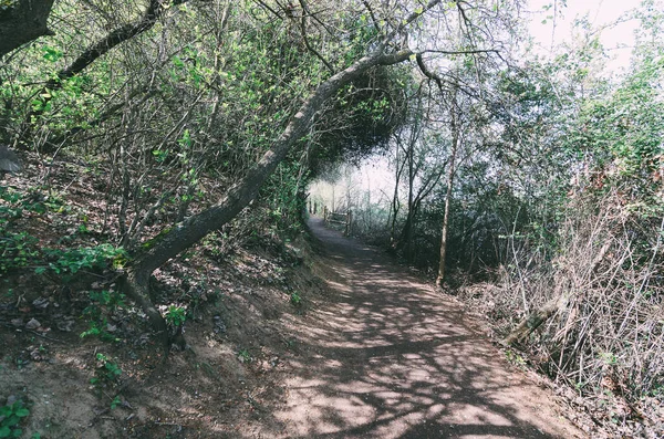 Path in the middle of the forest surrounded by trees. Path in Castronuno near the Duero river.