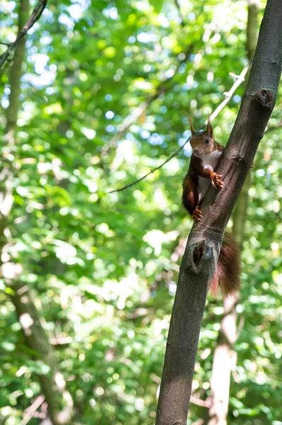 Red squirrel climbing a tree in the park. Vertical photograph of Sciurus vulgaris.