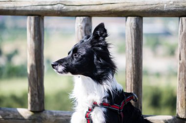 Ahşap bir çardak çitinde, arka planı bulanık bir çoban köpeği portresi.